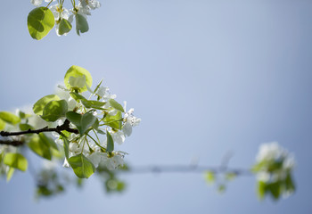 spring blossoms background