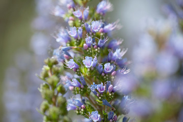 flora of Gran Canaria - Echium