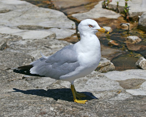 Obraz premium seagull on beach