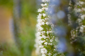 flora of Gran Canaria - Echium