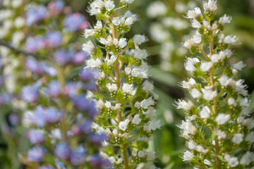 Fototapeta premium flora of Gran Canaria - Echium