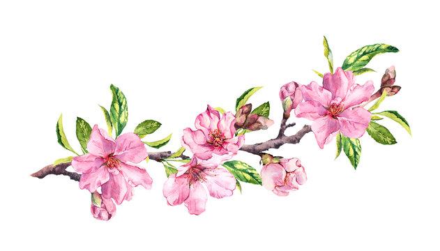 Cherry blossom, sakura flowers in spring time. Water color twig