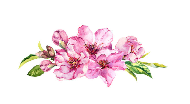 Pink apple flowers, sakura, almond flowers. Watercolor