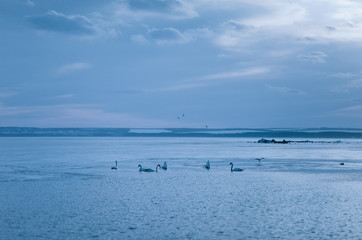 Winter evening landscape at sunset. Dripping birds, swans and gulls. Cold river against the sky and clouds. Beautiful nature.