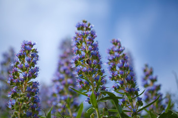 Obraz premium flora of Gran Canaria - Echium