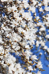 Blooming magnolia tree