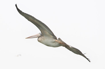 Pelican flying