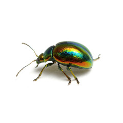Green beetle isolated on white