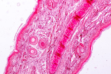 Education anatomy and Histological sample Elastic cartilage Tisue under the microscope.