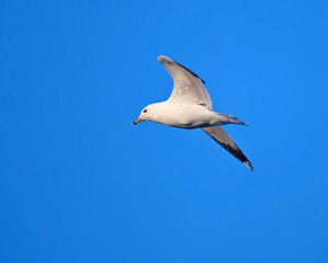 seagull in the sky
