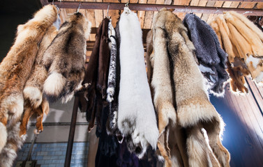 Fototapeta na wymiar manufacture of fur animals in the workshop.