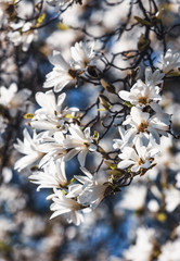 Blooming magnolia tree