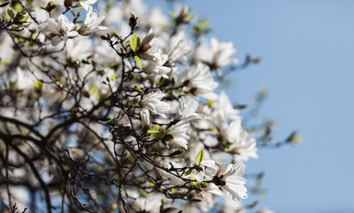 Blooming magnolia tree