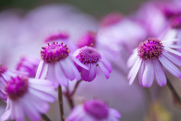 flora of Gran Canaria - Pericallis webii