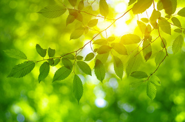Green leaves and sun