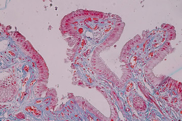 Education anatomy and Histological sample Simple columnar epithelium Tissue under the microscope.