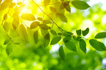  Green leaves on the sun.