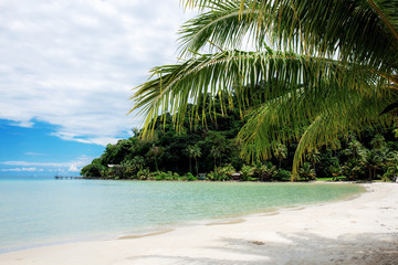Naklejka na ściany i meble Coconut tree on beach with sunlight.