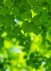 Naklejka na ściany i meble Green leaves on the spring tree