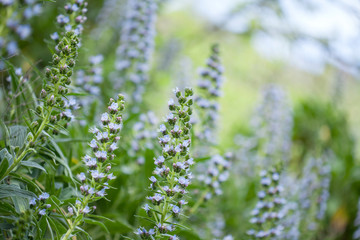 flora of Gran Canaria - Echium