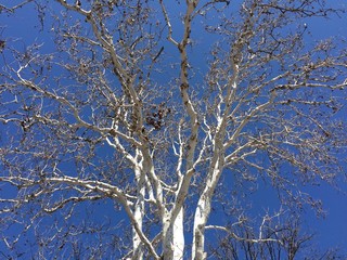 branches of a sycamore tree in winter