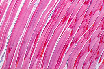 Education anatomy and Histological sample Striated (Skeletal) muscle of mammal Tissue under the...