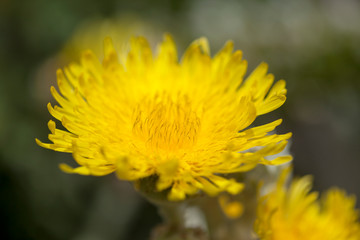 flora of Gran Canaria - Sonchus acaulis