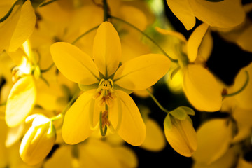 Obraz premium flower_1