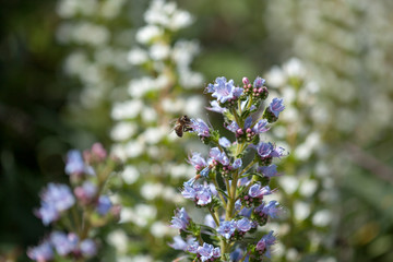 Obraz premium flora of Gran Canaria - Echium