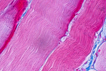 Education anatomy and Histological sample Striated (Skeletal) muscle of mammal Tissue under the...