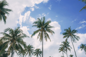 Fototapeta na wymiar Coconut tree with sky.