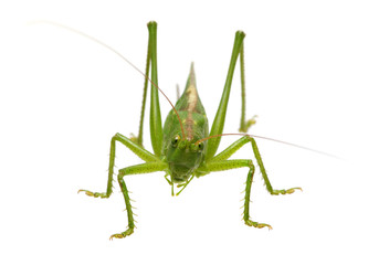 Green locust isolated on white