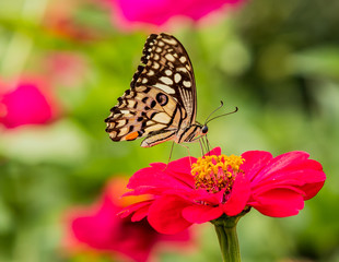Butterfly caught red flowers in nature background