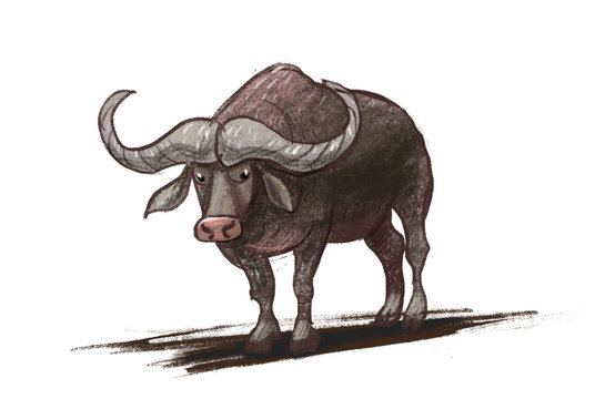 buffalo, yak, bison, ungulate, illustration stylization