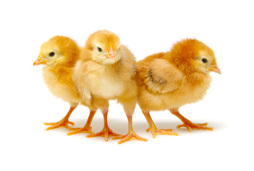  little newborn chickens isolated on white background
