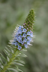 flora of Gran Canaria -  Erysimum callithyrsum