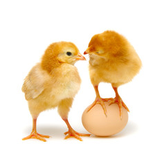brown egg and chicks isolated on a white