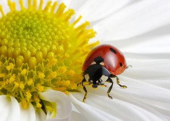 Ladybug on chamomiles