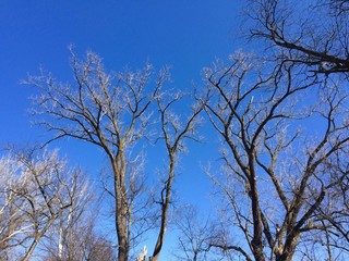 trees against blue sky