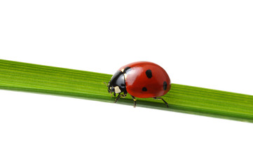 Ladybug on grass