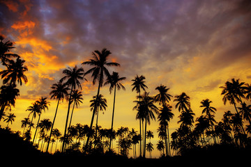 Fototapeta na wymiar Coconut tree with the silhouette at sky.