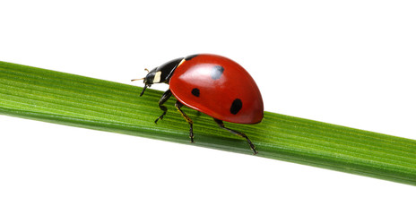 Ladybug on grass