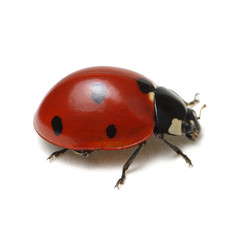 Fototapeta premium Ladybug isolated on white
