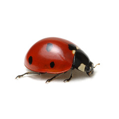 Ladybug isolated on white