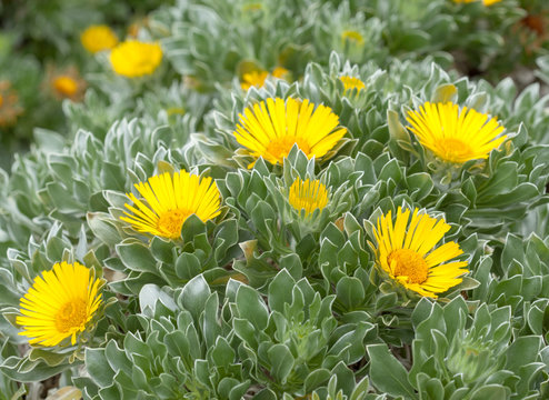 flora of Fuerteventura - Asteriscus sericeus