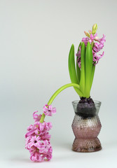 pink hyacinth flower drooping left forward from bulb in glass vase as impotence failure or shame metaphor