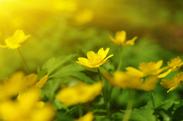 Obraz premium field of spring flowers
