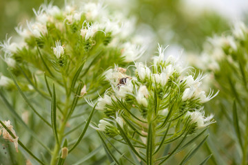 flora of Tenerife - Echium leucophaeum