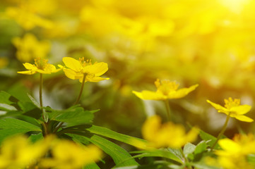 field of spring flowers