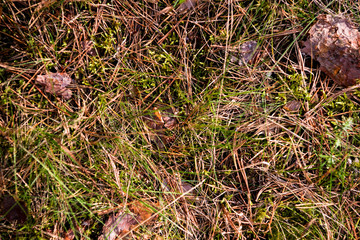Natural grass growing among rotting leaves